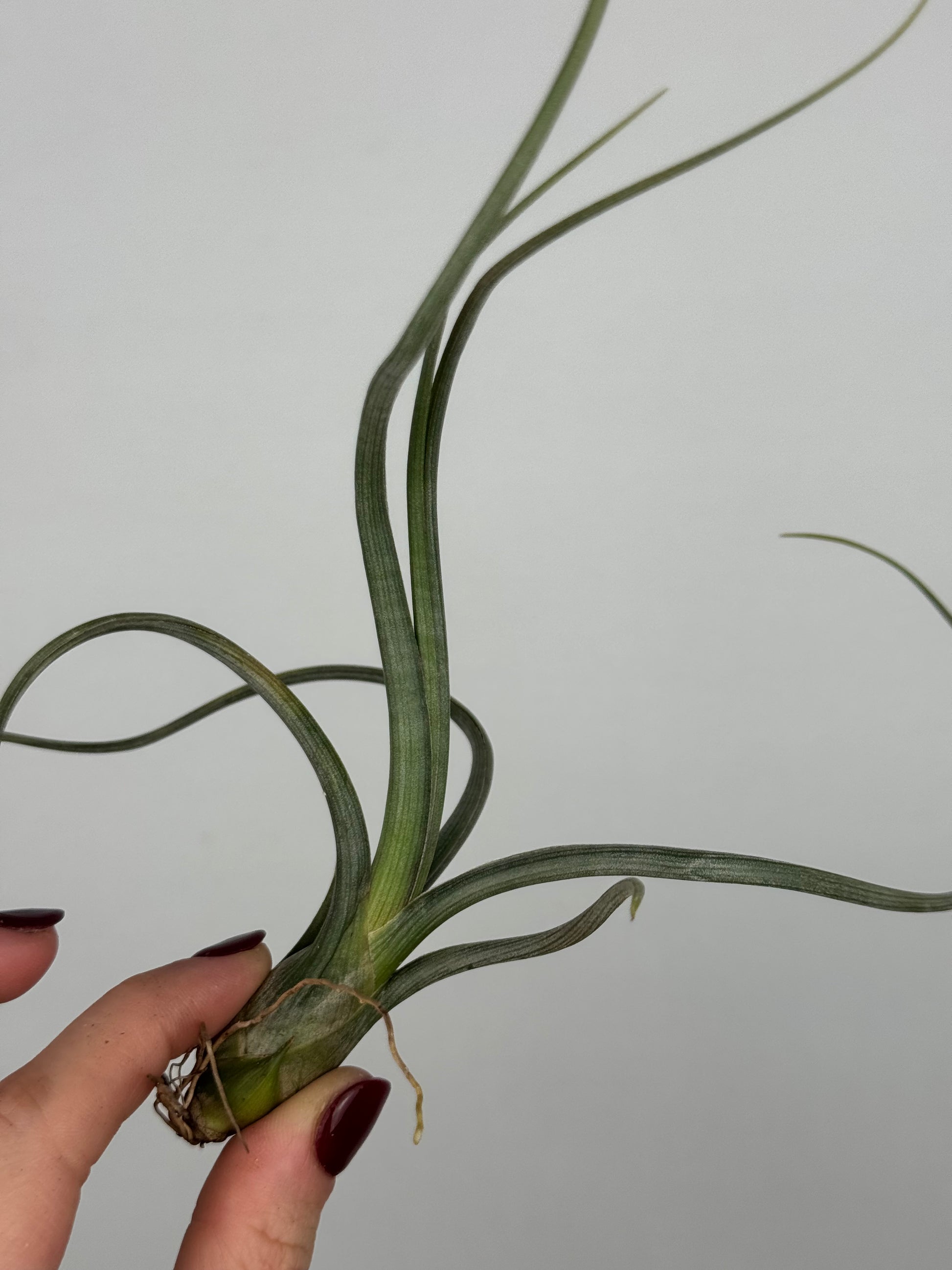 Tillandsia 'Baileyi'