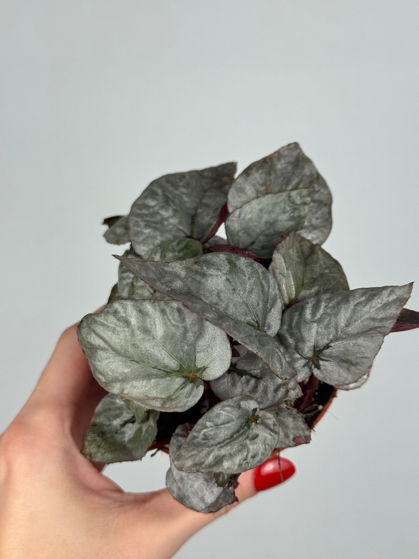 Begonia Rex “Arctic Breeze”