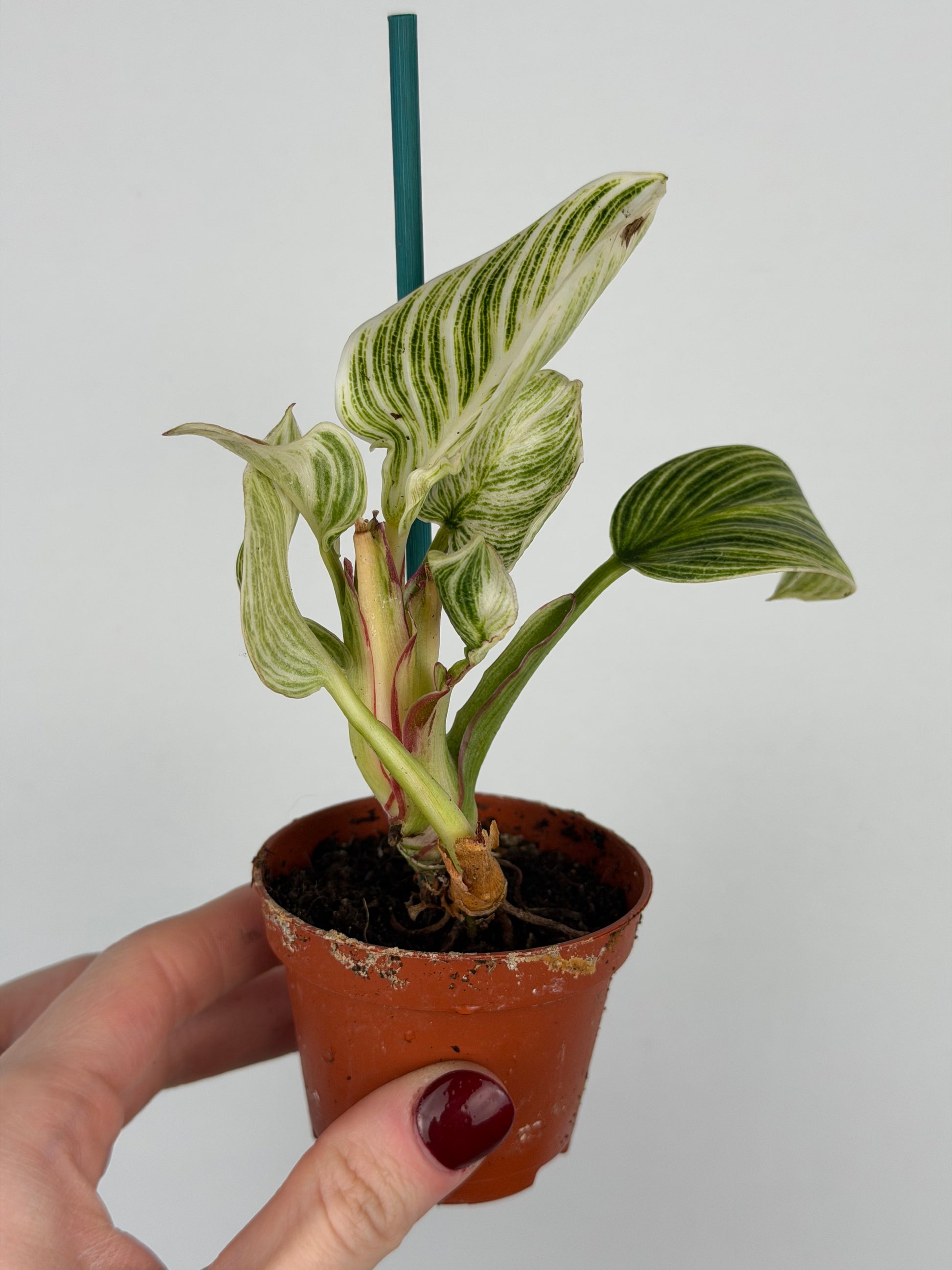 Philodendron White veins | Arlo