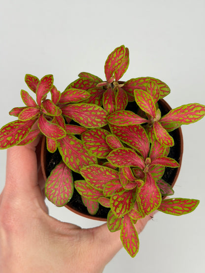 Fittonia 'Skeleton' Fittonia Tropical Corner