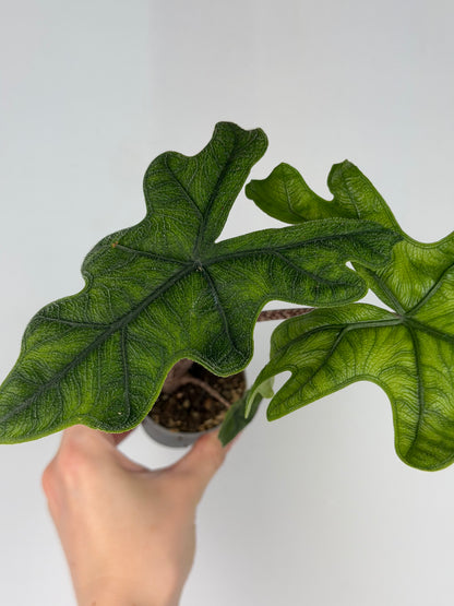 Alocasia Jacklyn Alocasia Tropical Corner