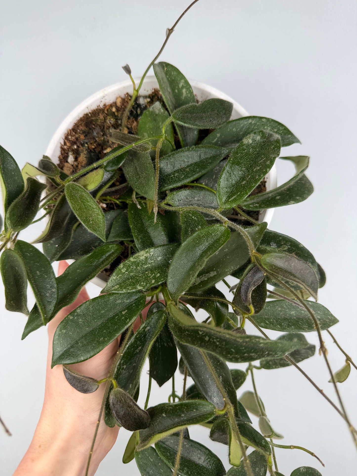 Hoya Thomsonii Hoya Tropical Corner