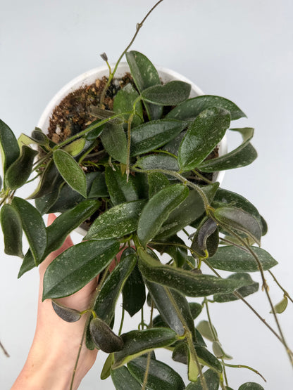 Hoya Thomsonii Hoya Tropical Corner