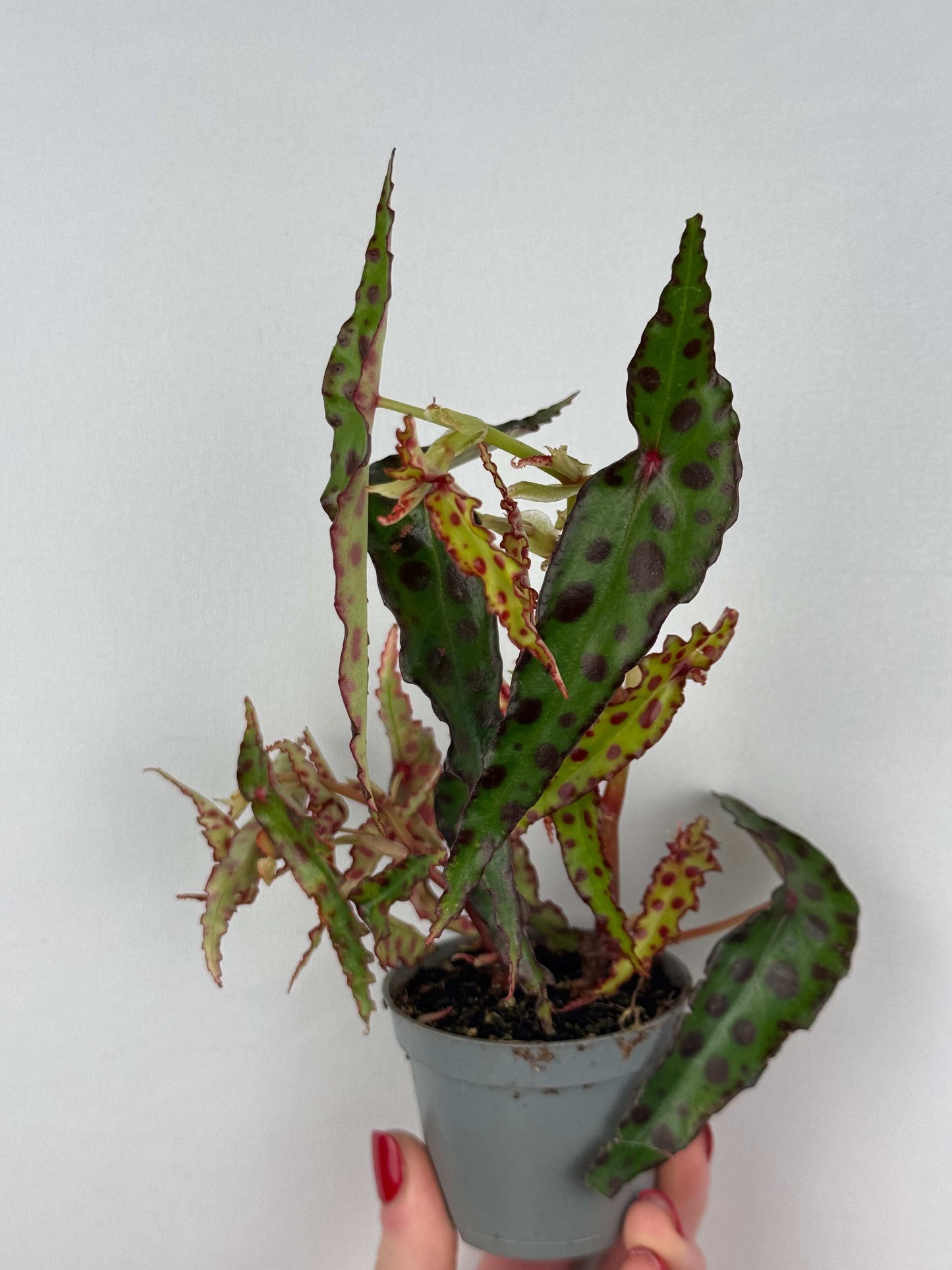 Begonia Amphioxus
