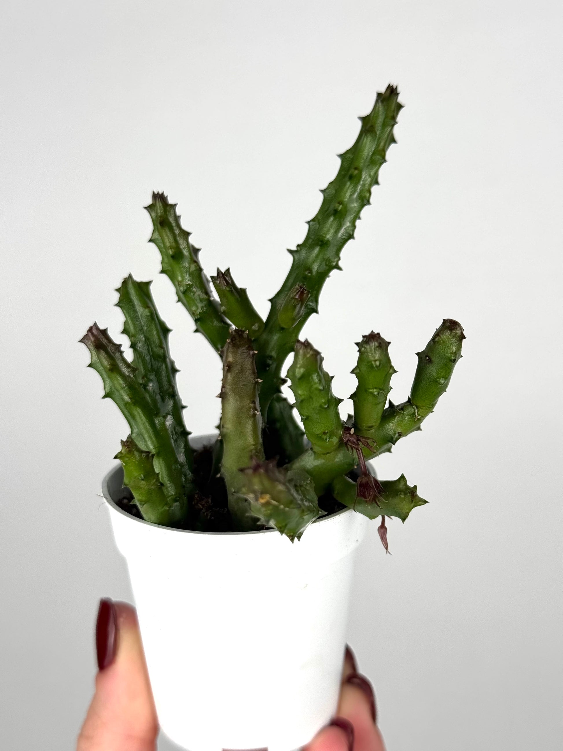 Stapelia Huernia Pendurata