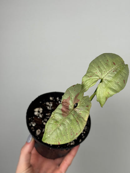 Syngonium Milk Confetti | Toby