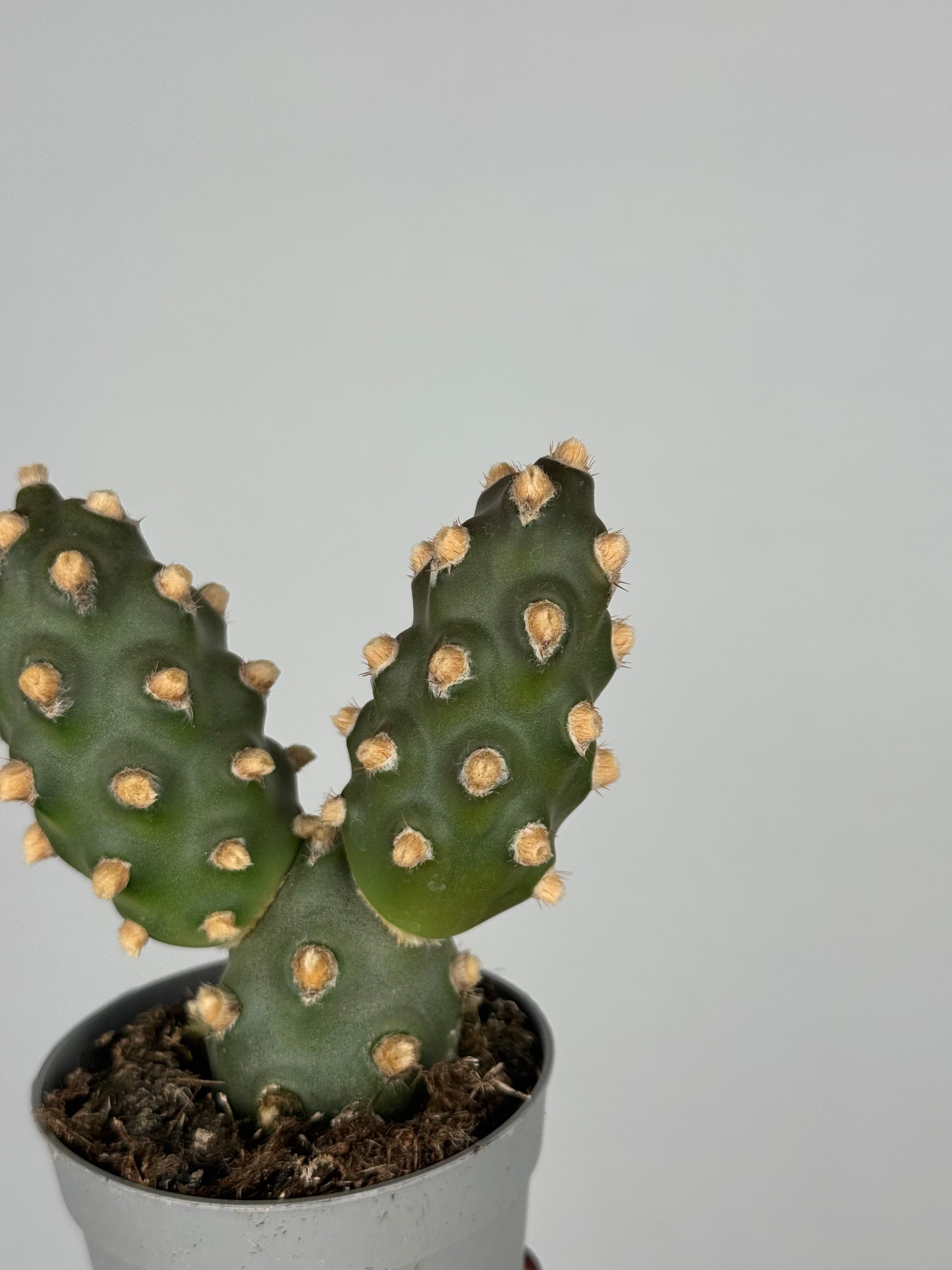 Tephrocactus molinensis