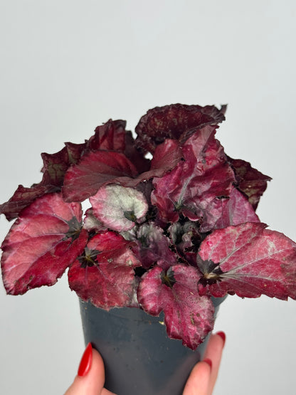 Begonia “Red Bull”