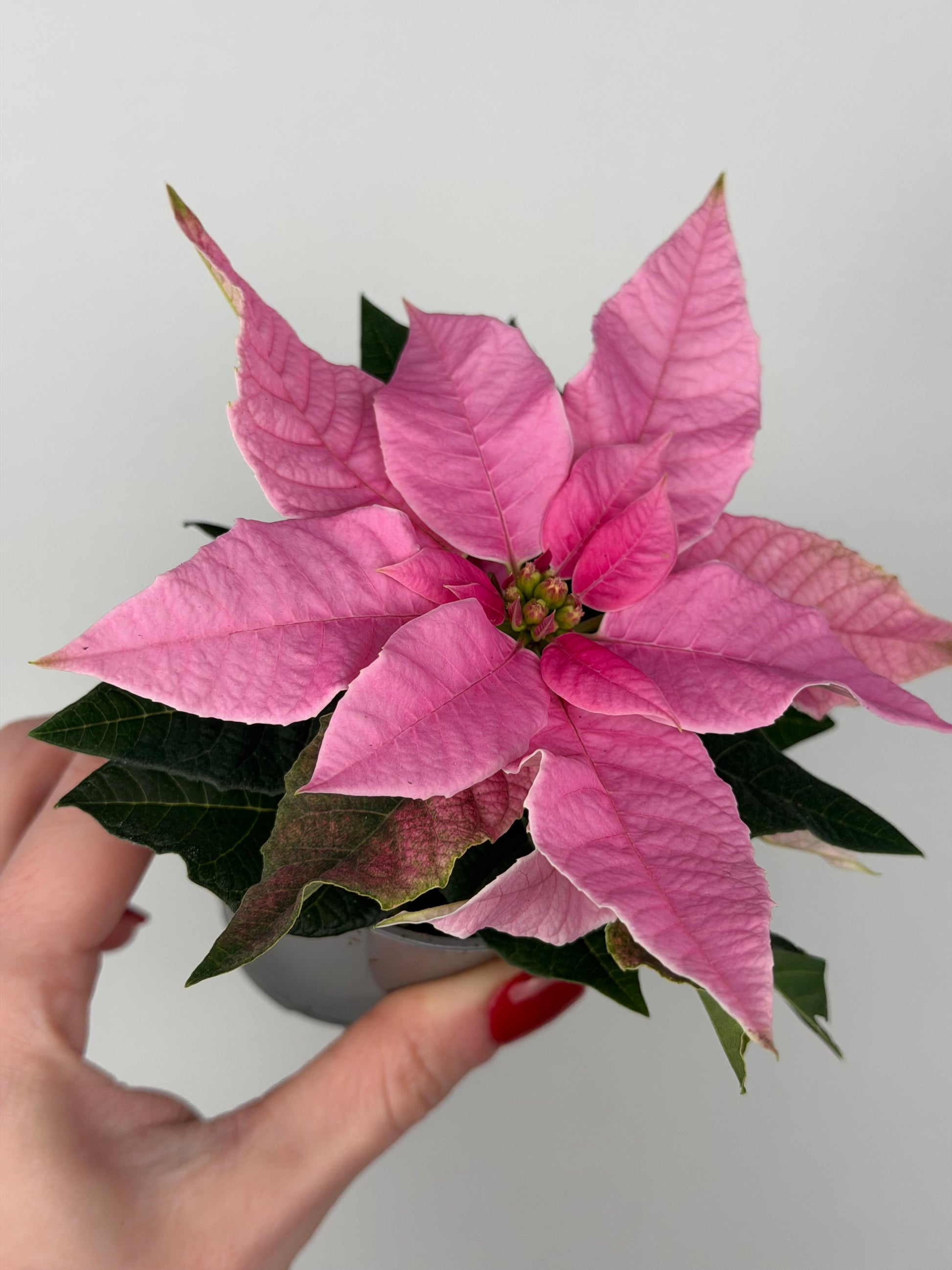 Euphorbia pul. Princettia Pink