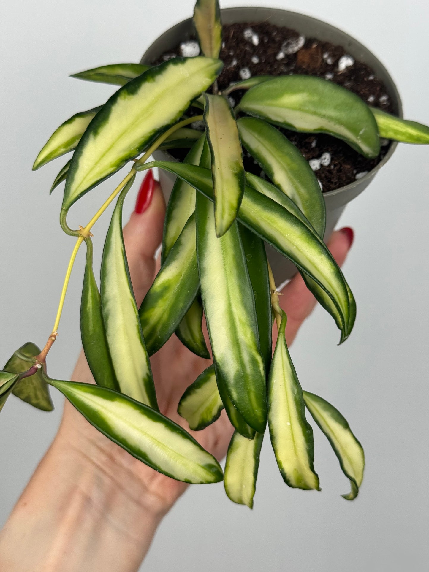 Hoya Wayetii 'Tricolor'