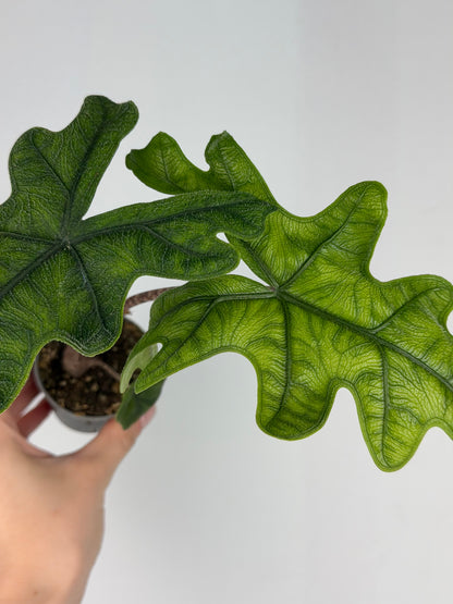 Alocasia Jacklyn Alocasia Tropical Corner