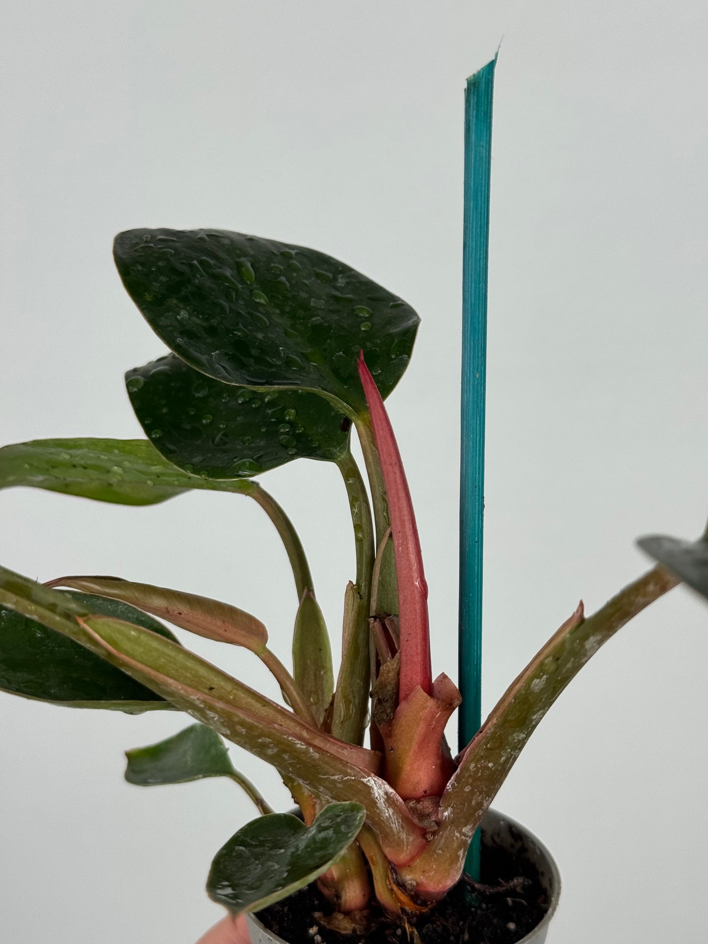 Philodendron Pink Bikini | Kairo