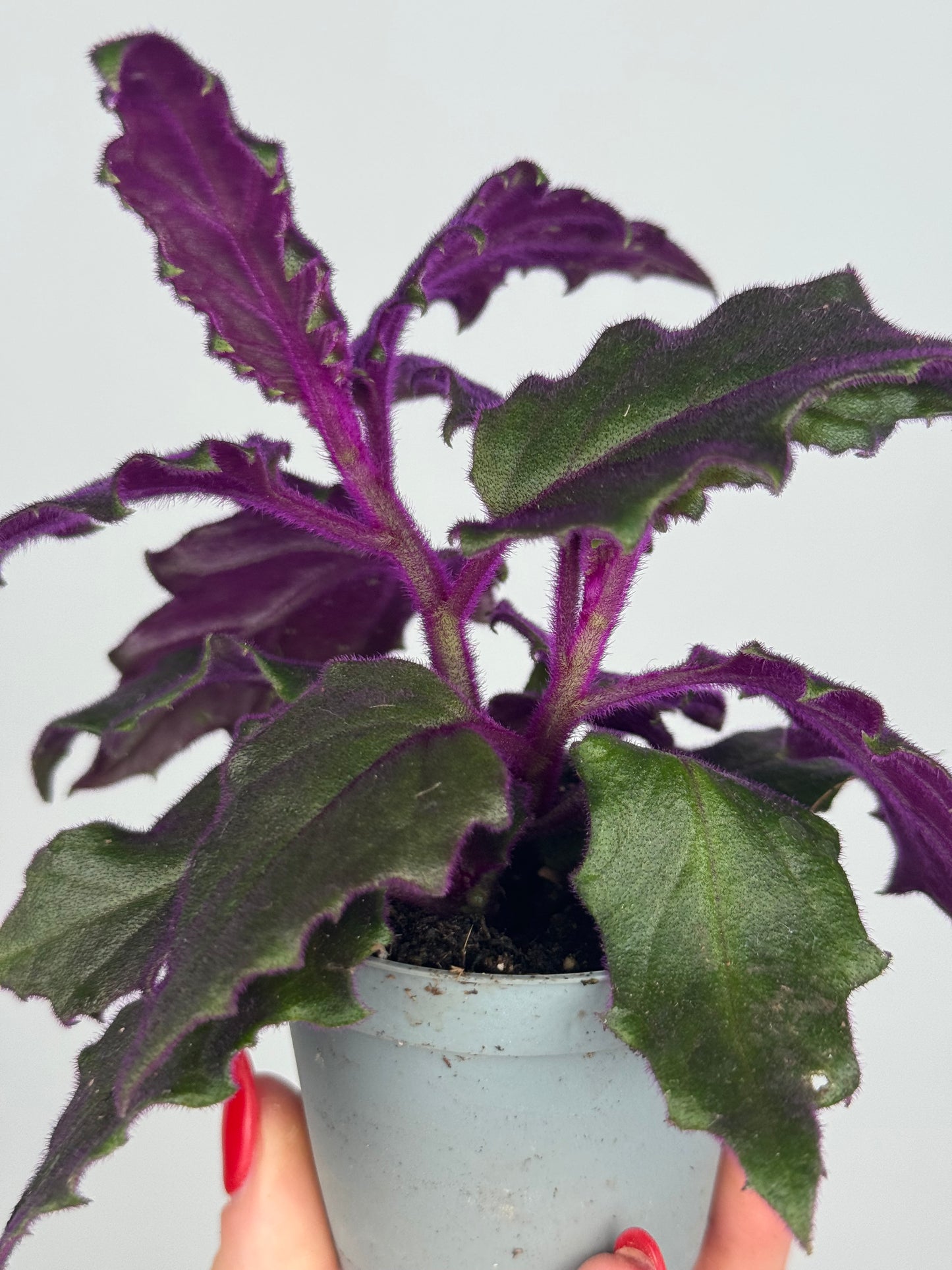 Gynura Aurantiaca “Purple passion”