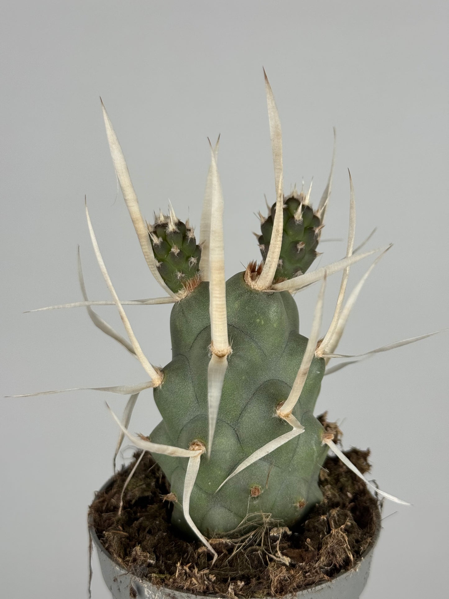 Tephrocactus articulatus papyracanthus
