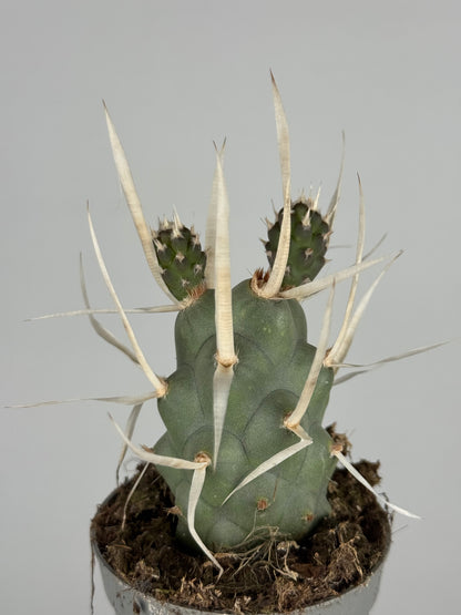 Tephrocactus articulatus papyracanthus