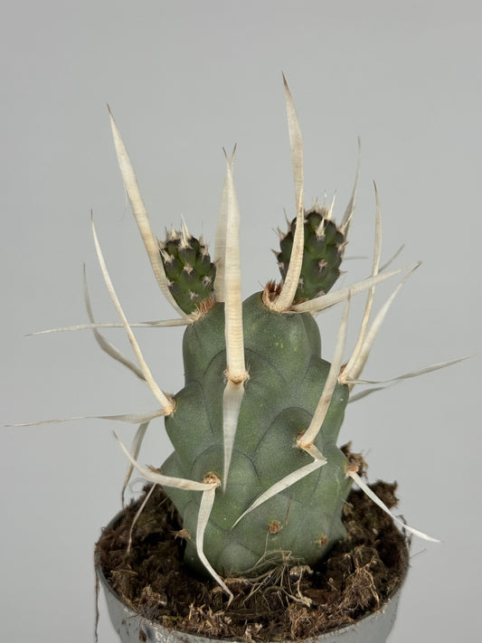 Tephrocactus articulatus papyracanthus