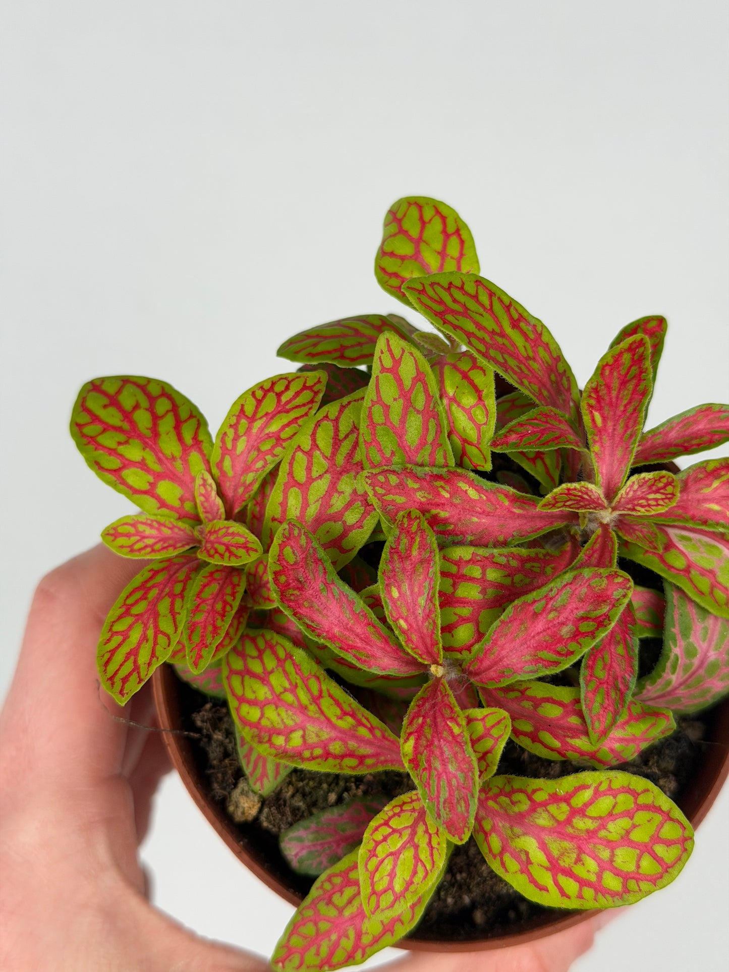 Fittonia 'Skeleton' Fittonia Tropical Corner