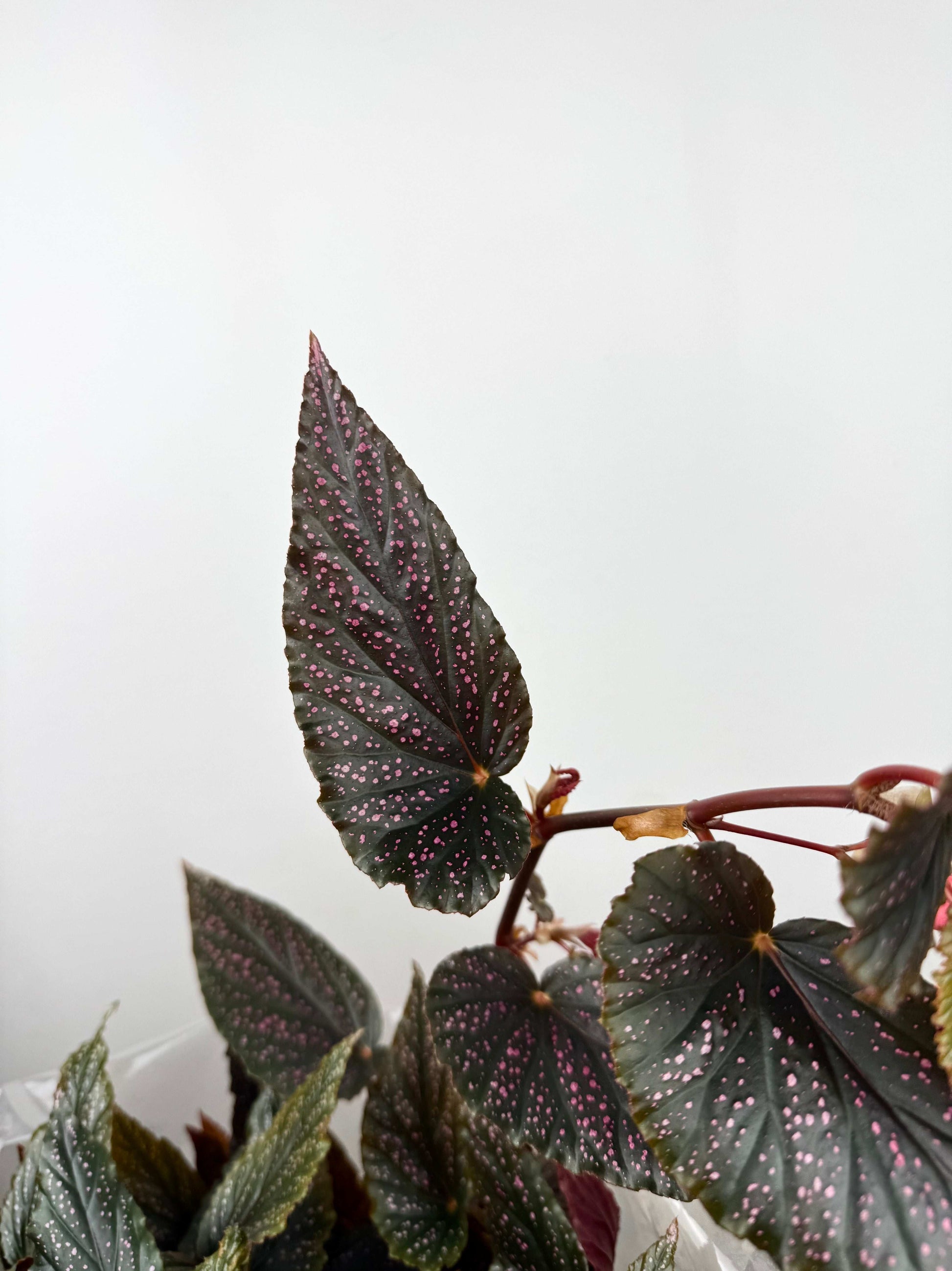 Begonia Maculata Benigo “Pink Spot”