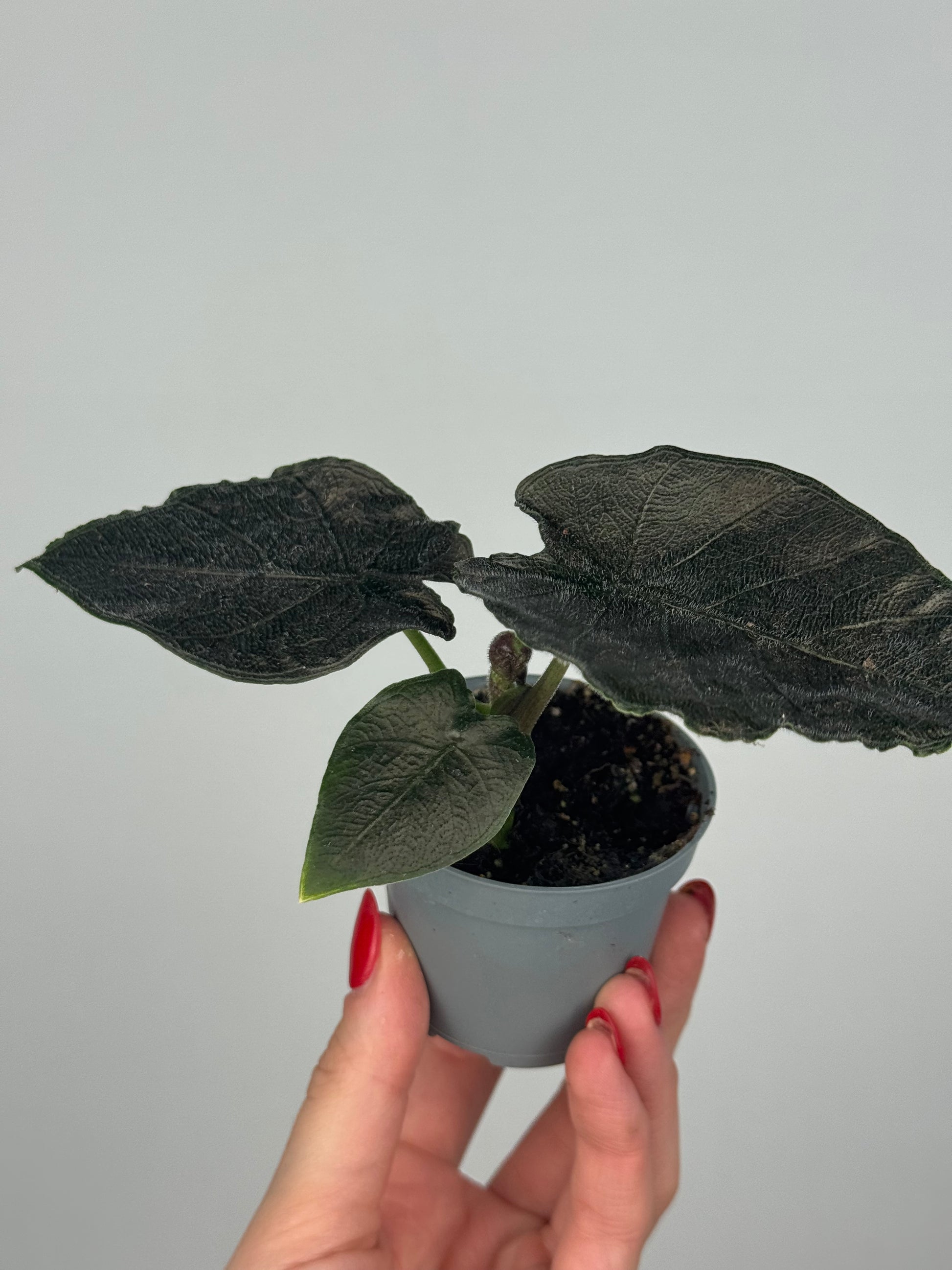 Alocasia Antoro Velvet