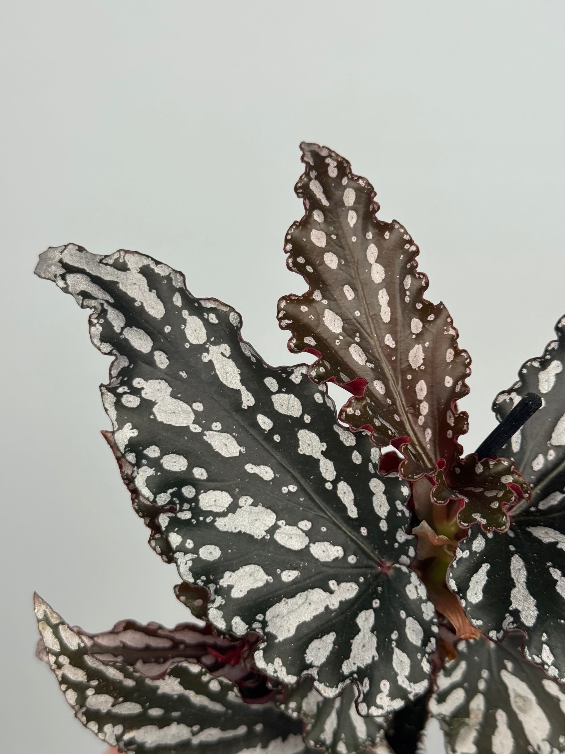 Begonia maculata 'Spotlight Dark'
