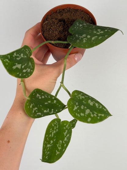 Scindapsus Pictus Argyraeus | Marco Tropical Corner