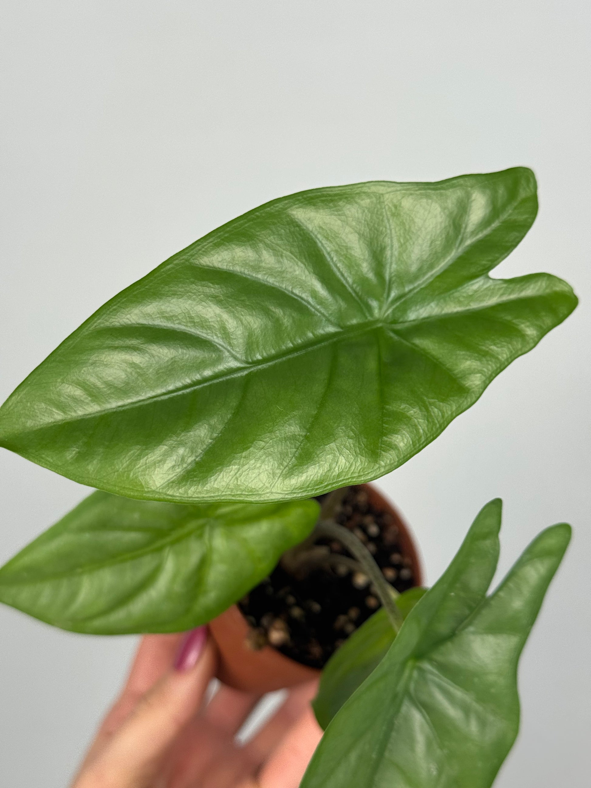 Alocasia Heterophylla “Corazon”