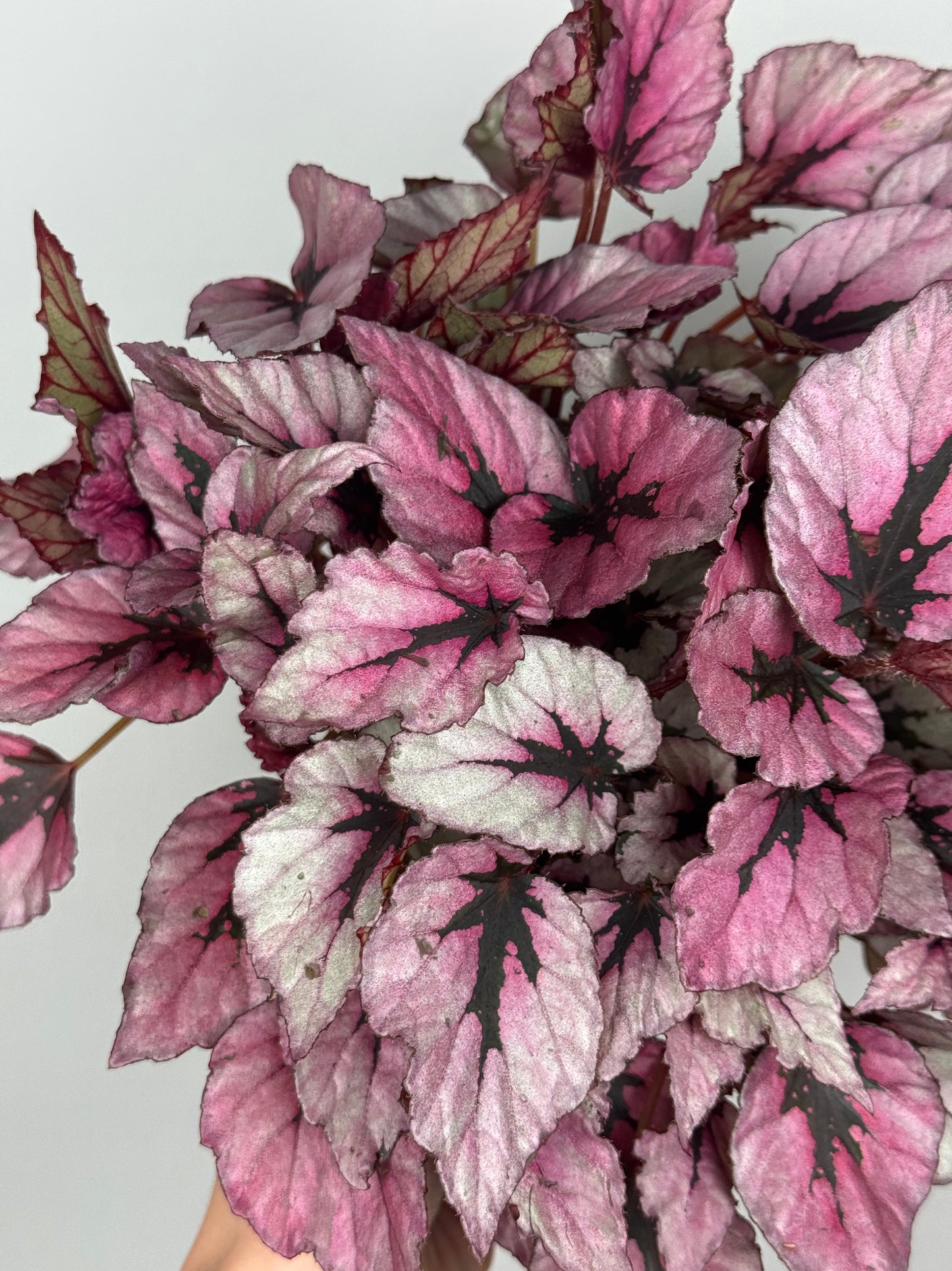 Begonia Rex “Indian Summer”