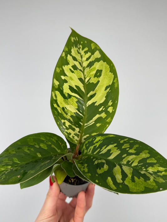 Homalomena wallisii 'Camouflage' Homalomena Tropical Corner