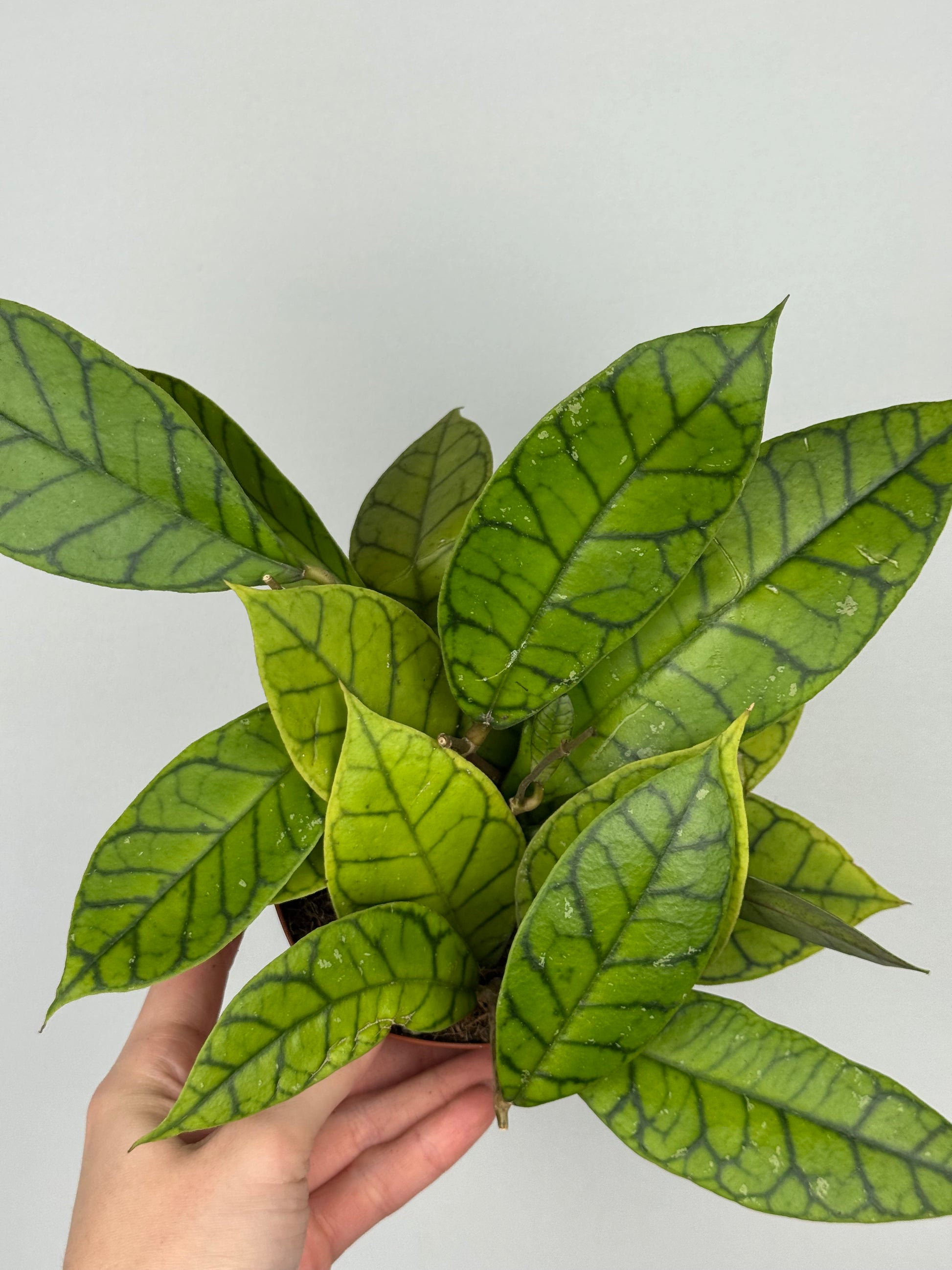 Hoya Callistophylla 'KAL 16'