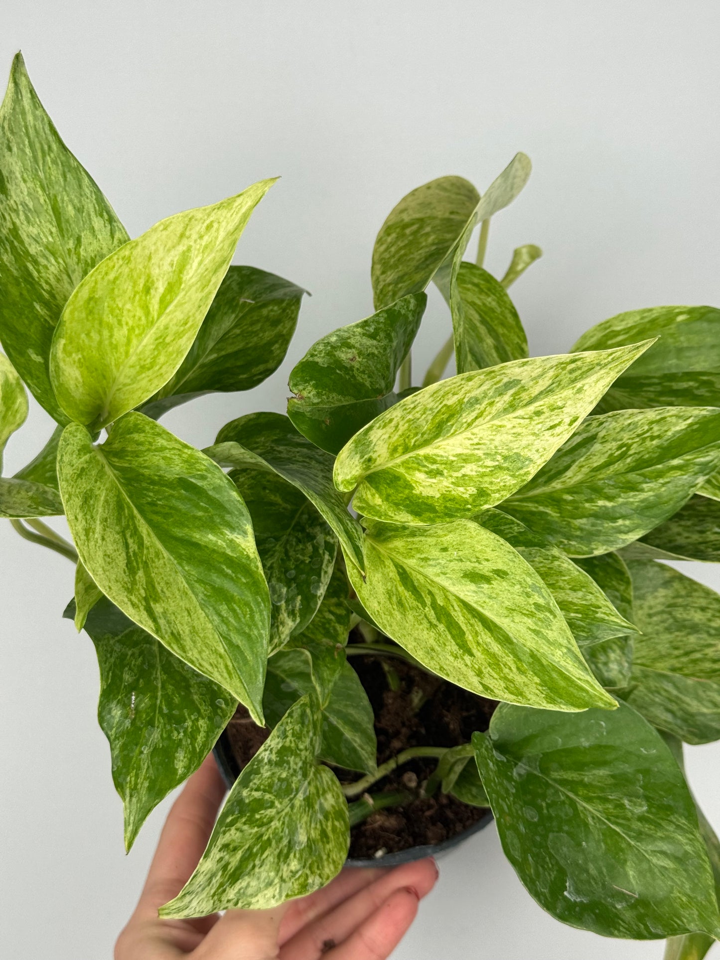 Epipremnum Marble Queen