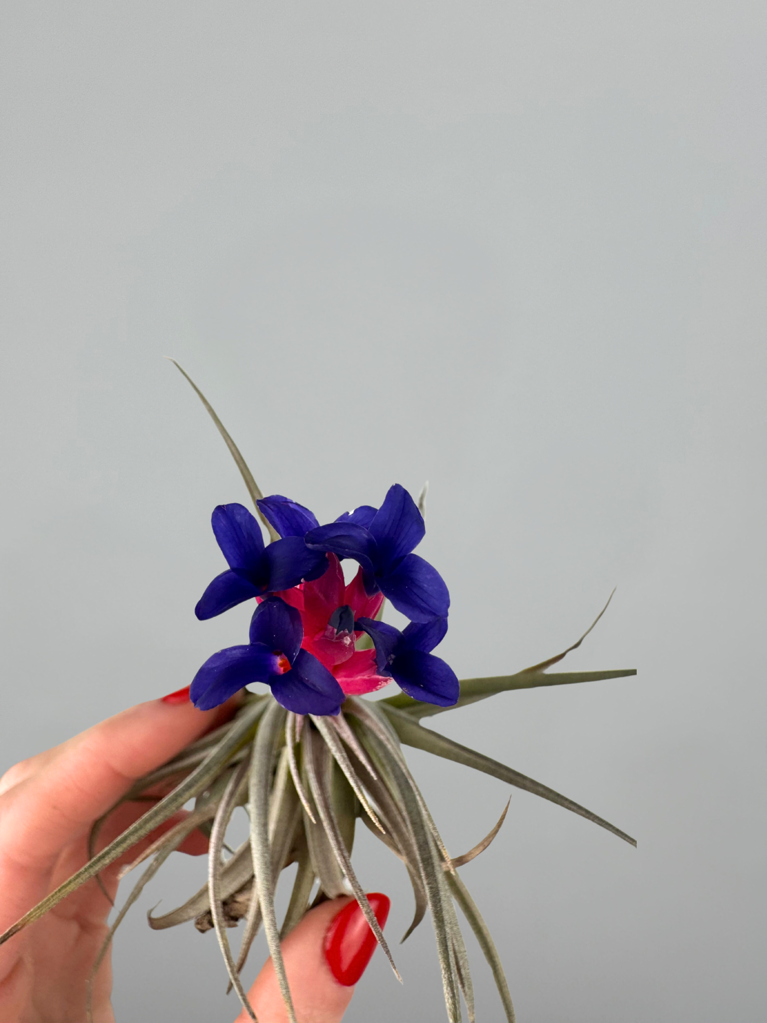 Tillandsia aeranthos