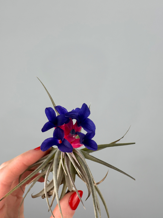 Tillandsia aeranthos