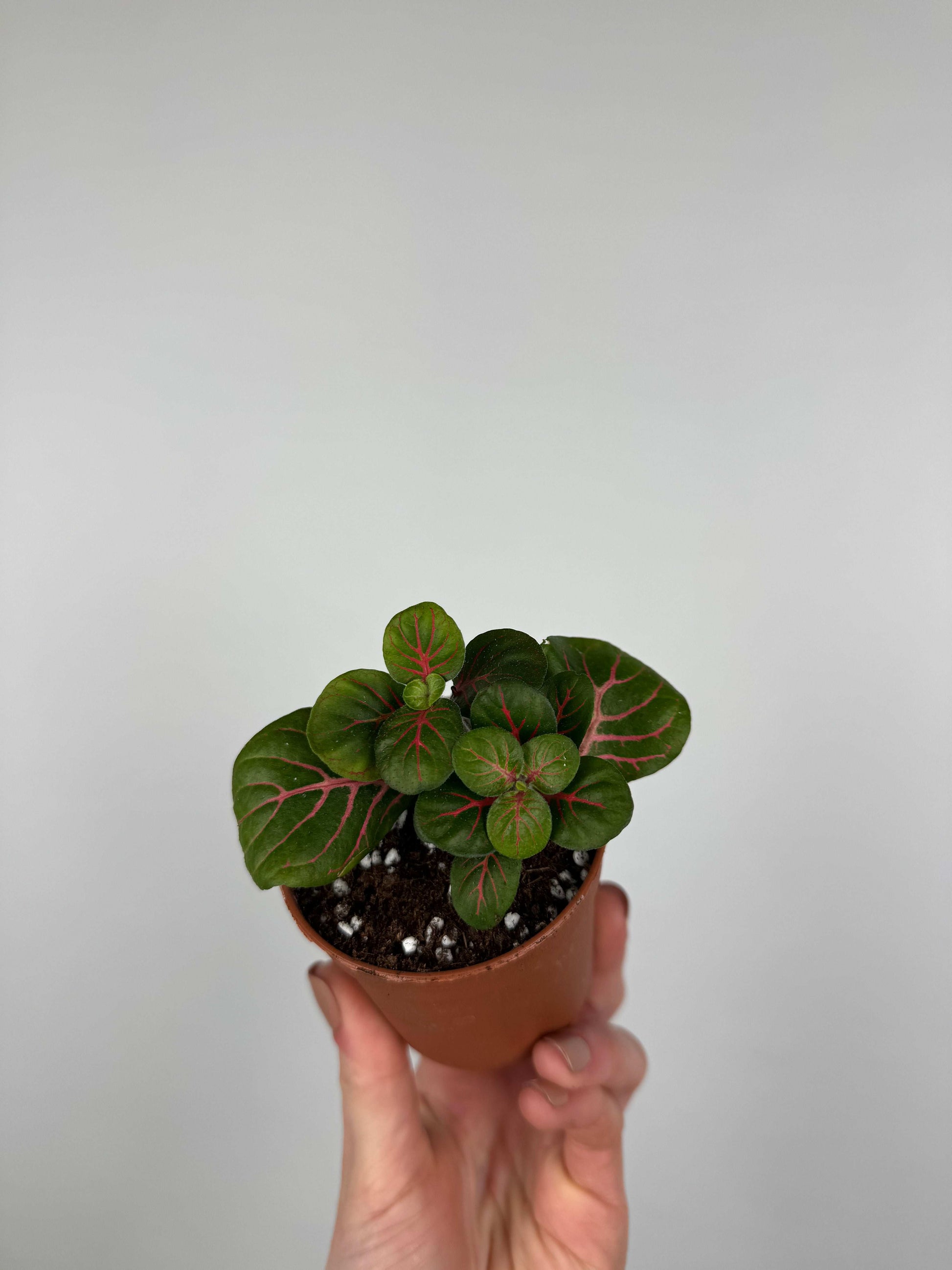 Fittonia Bubble Red