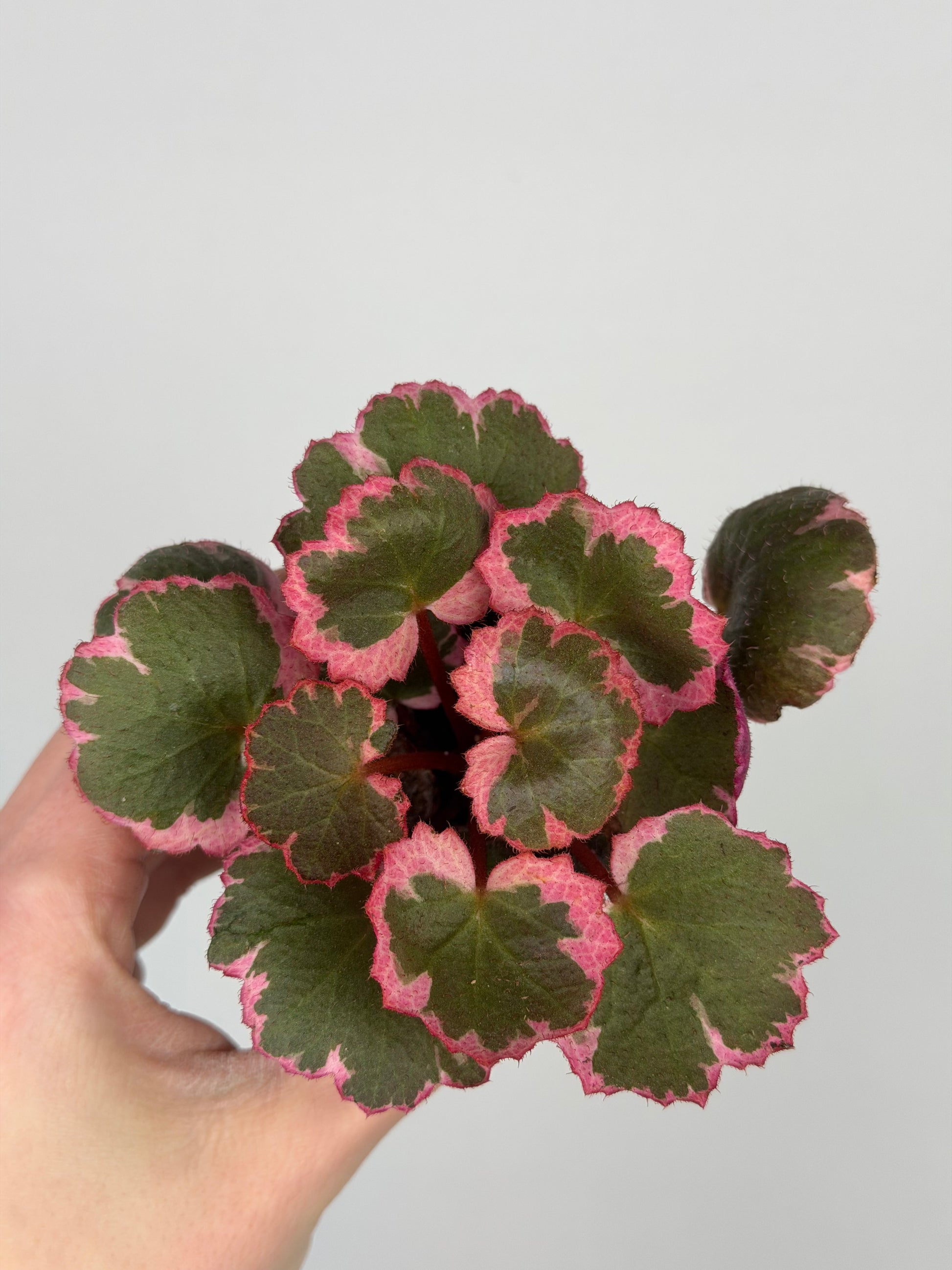 Saxifraga Stolonifera “Tricolor” Saxifraga Tropical Corner