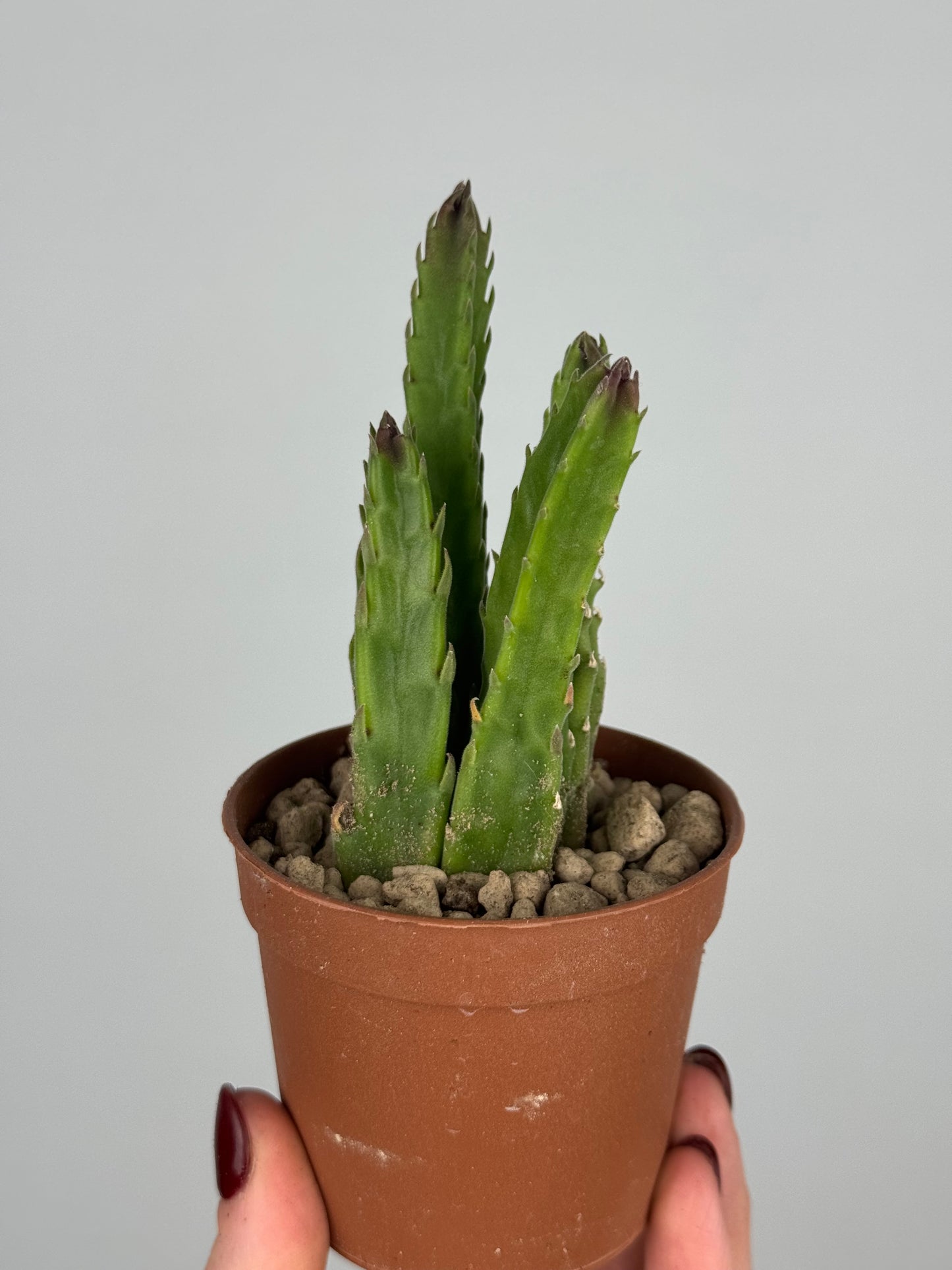 Stapelia Hirsuta