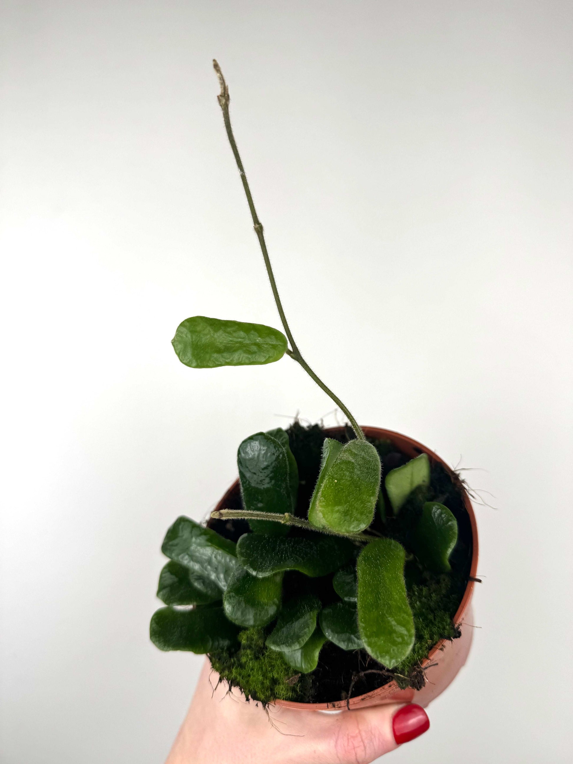 Hoya Rotundiflora