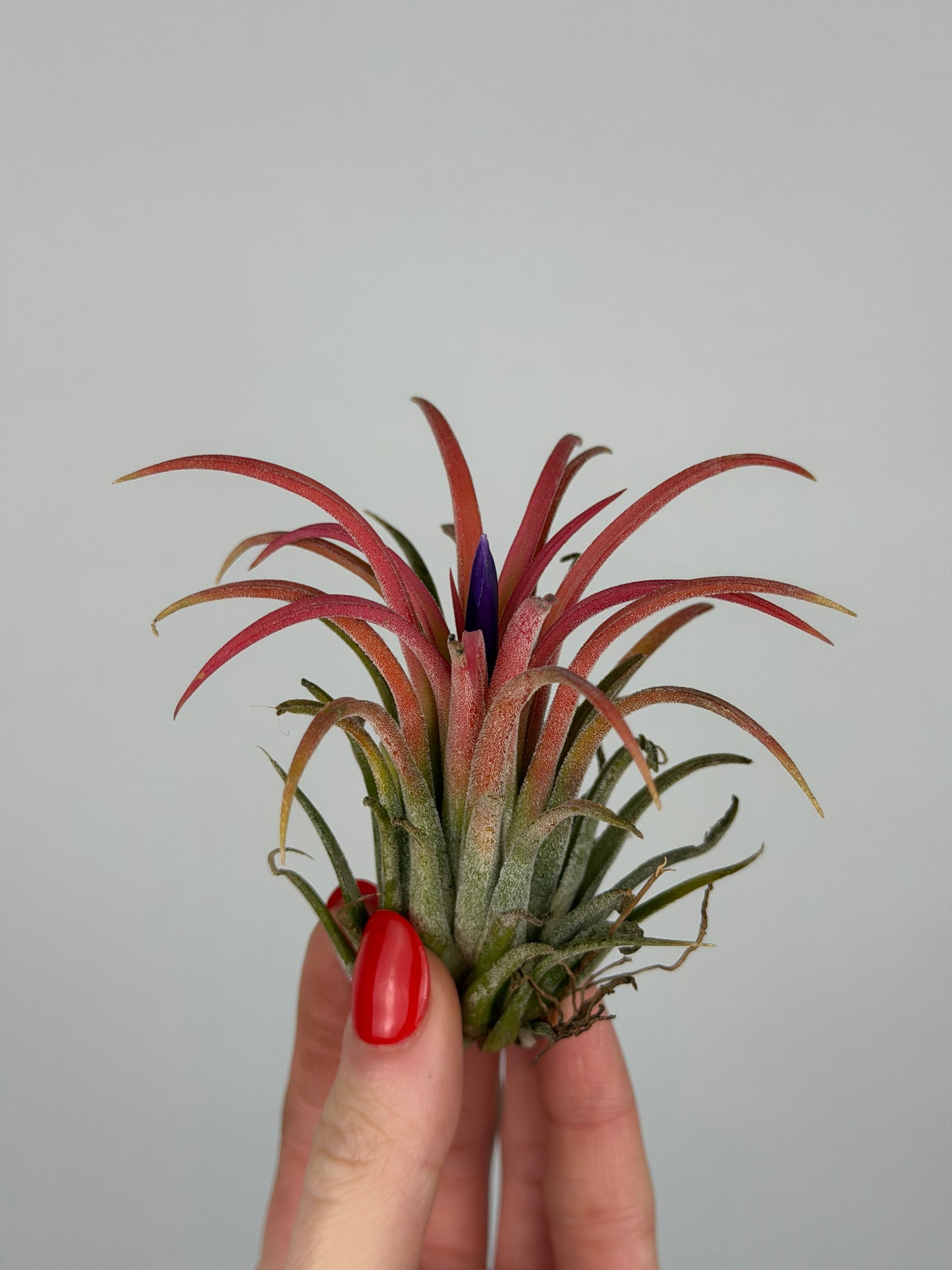Tillandsia ionantha 'Red'