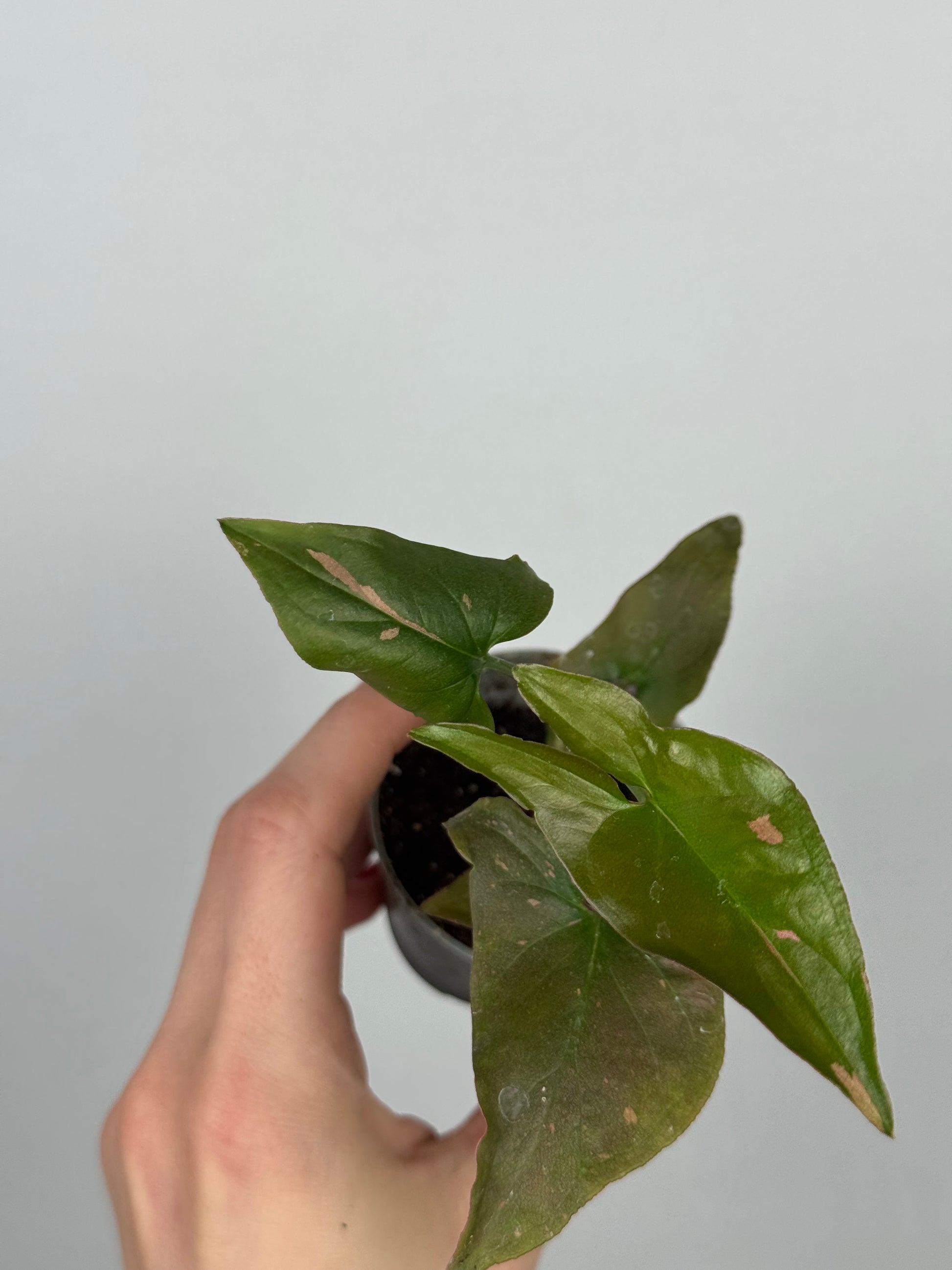 Syngonium Pink Splash | Tito