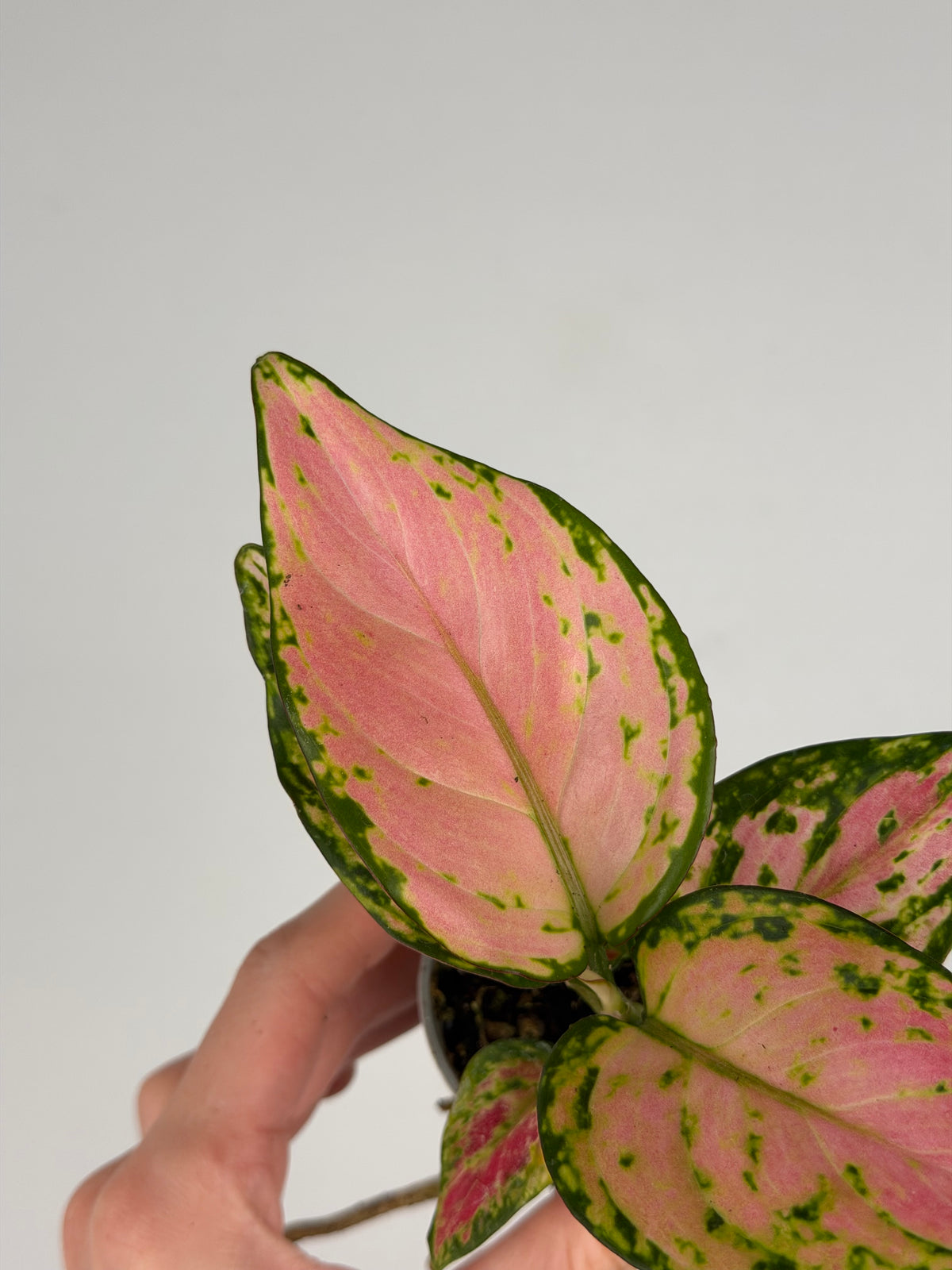 Aglaonema Red Valentine