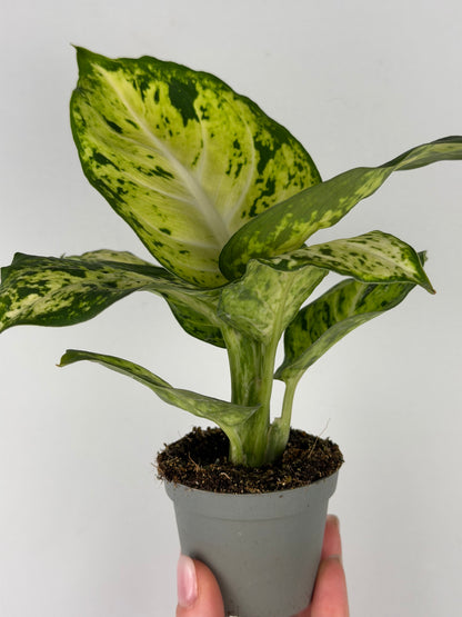 Dieffenbachia 'Amy' Maculata Dieffenbachia Tropical Corner