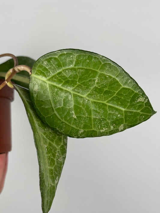 Hoya Verticillata “Wayang Splash”