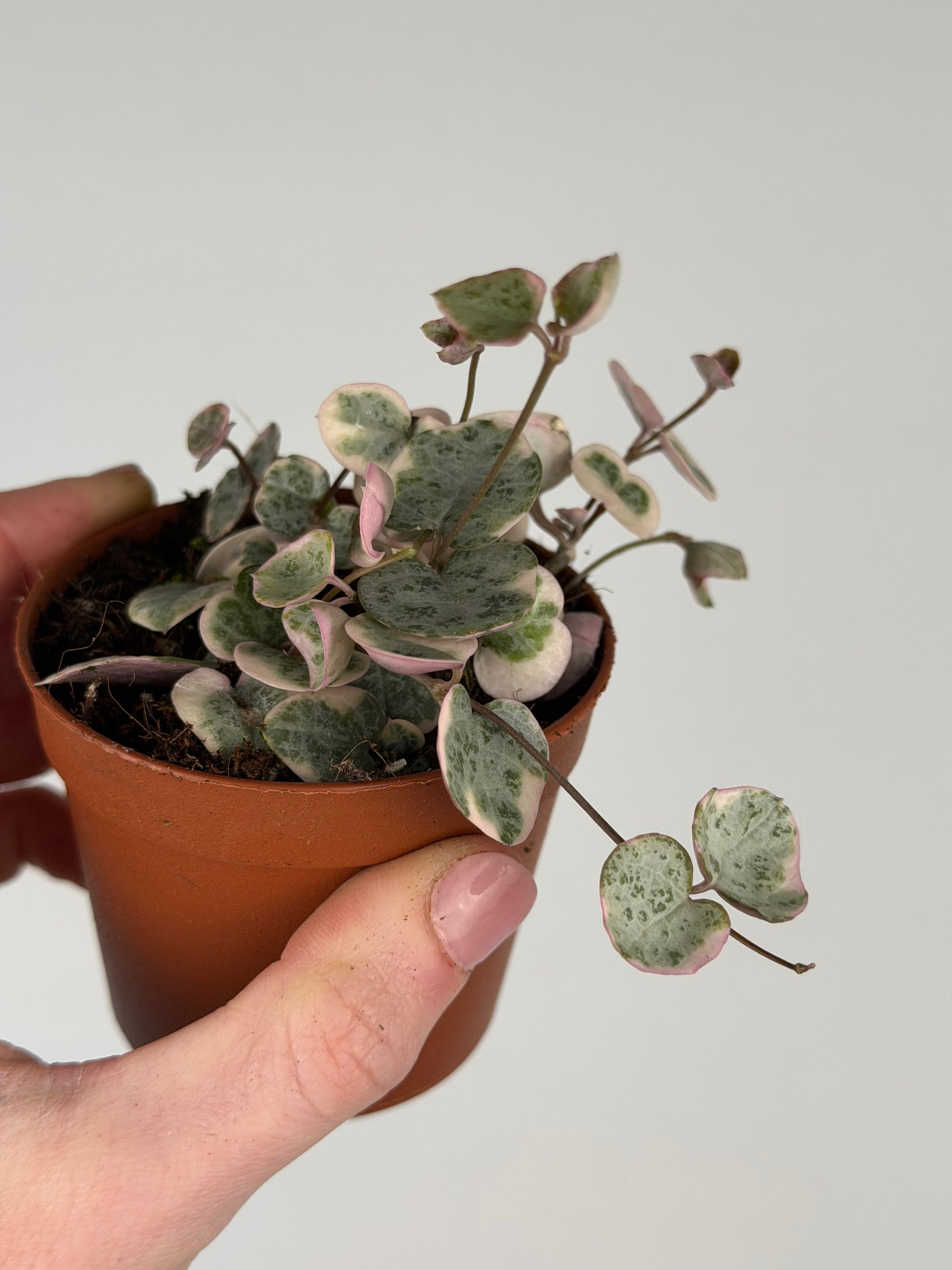 Ceropegia woodii 'String of hearts' variegata Ceropegia Tropical Corner