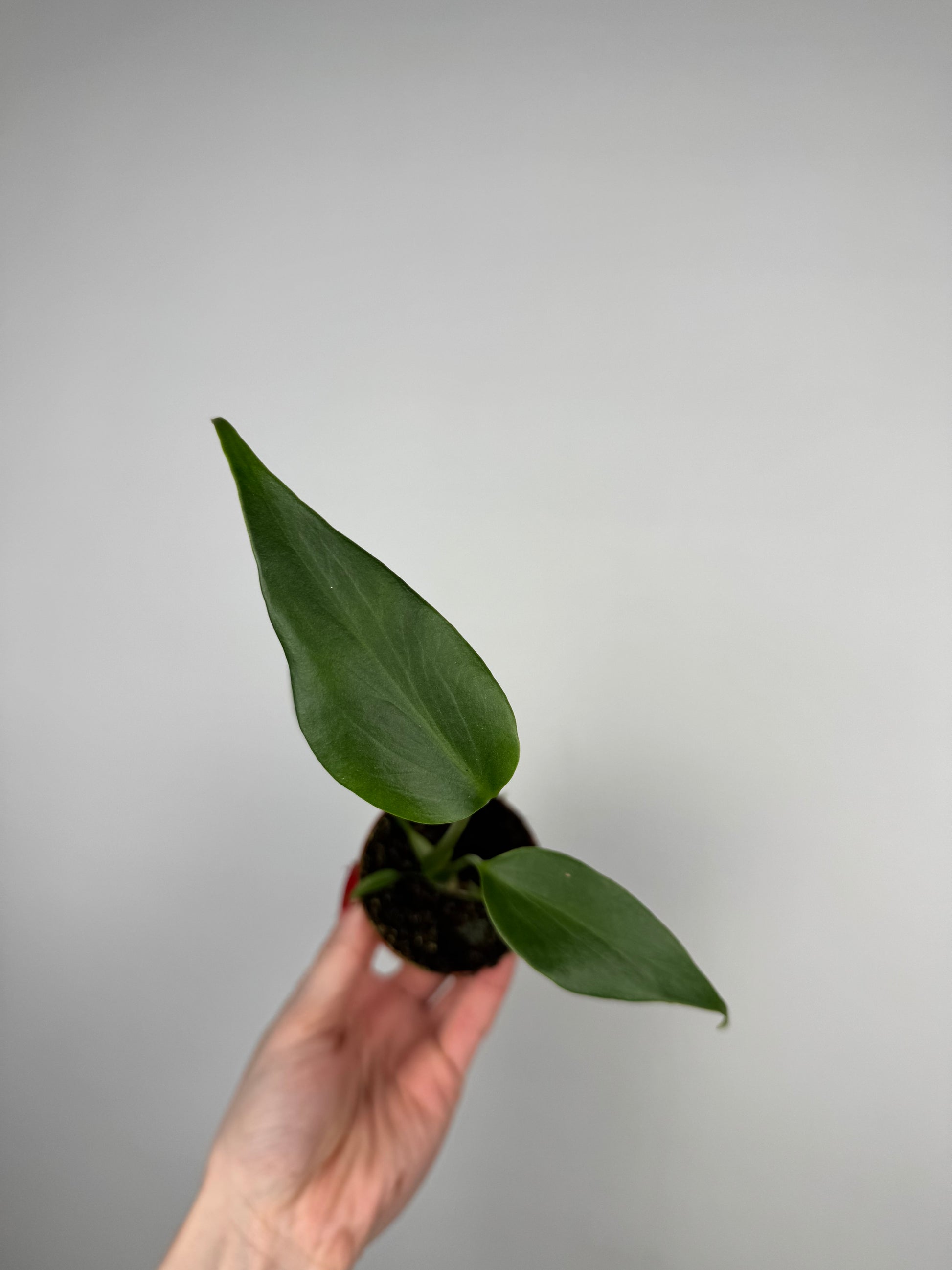 Monstera Burle Marx Flame