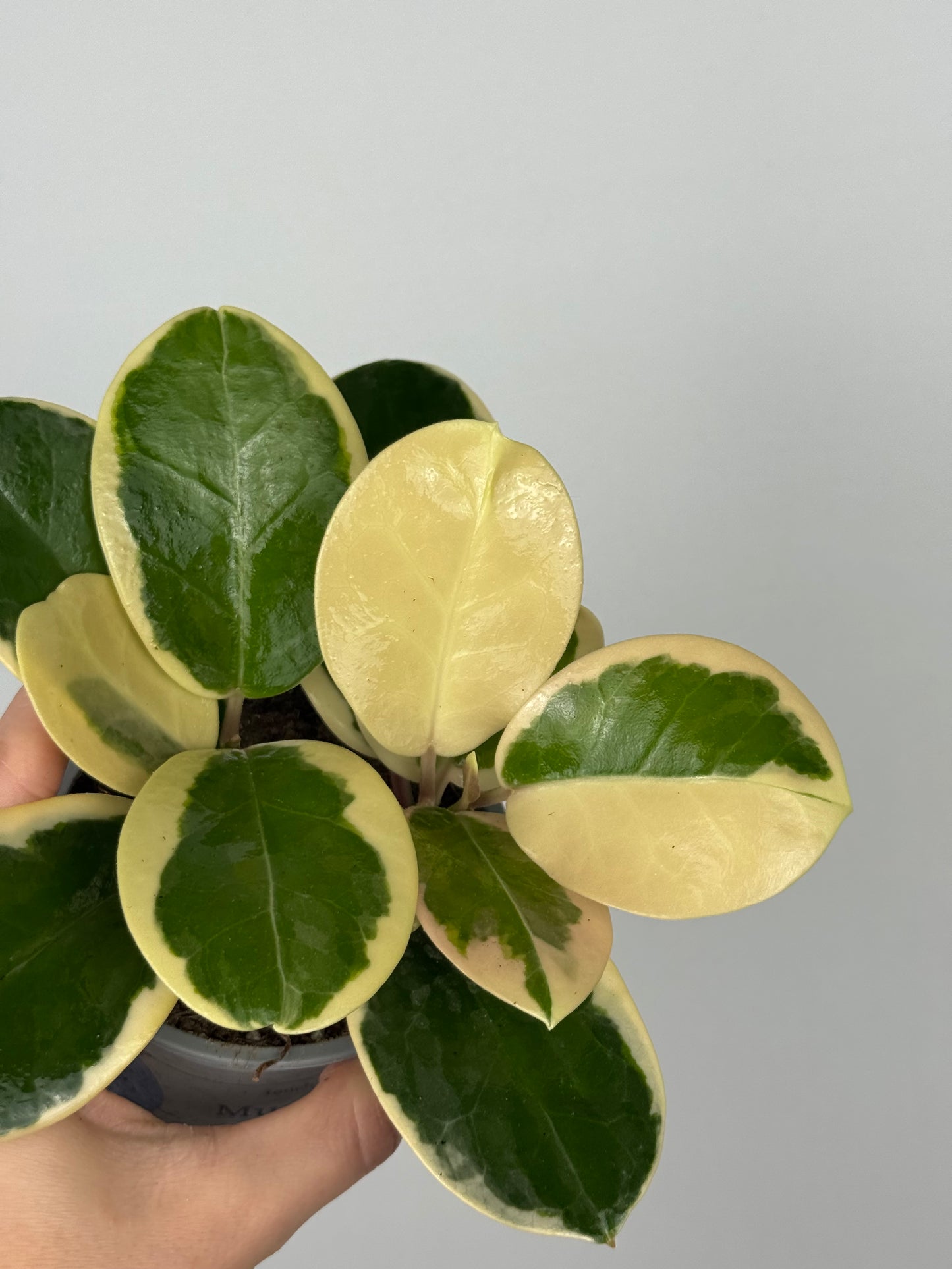 Hoya Australis Blondie