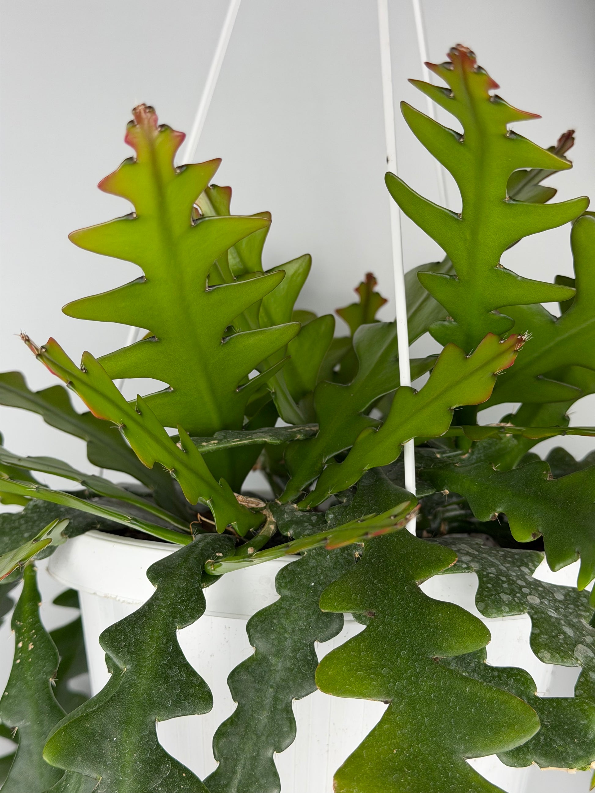 Selenicereus Anthonyanus Epiphyllum Tropical Corner