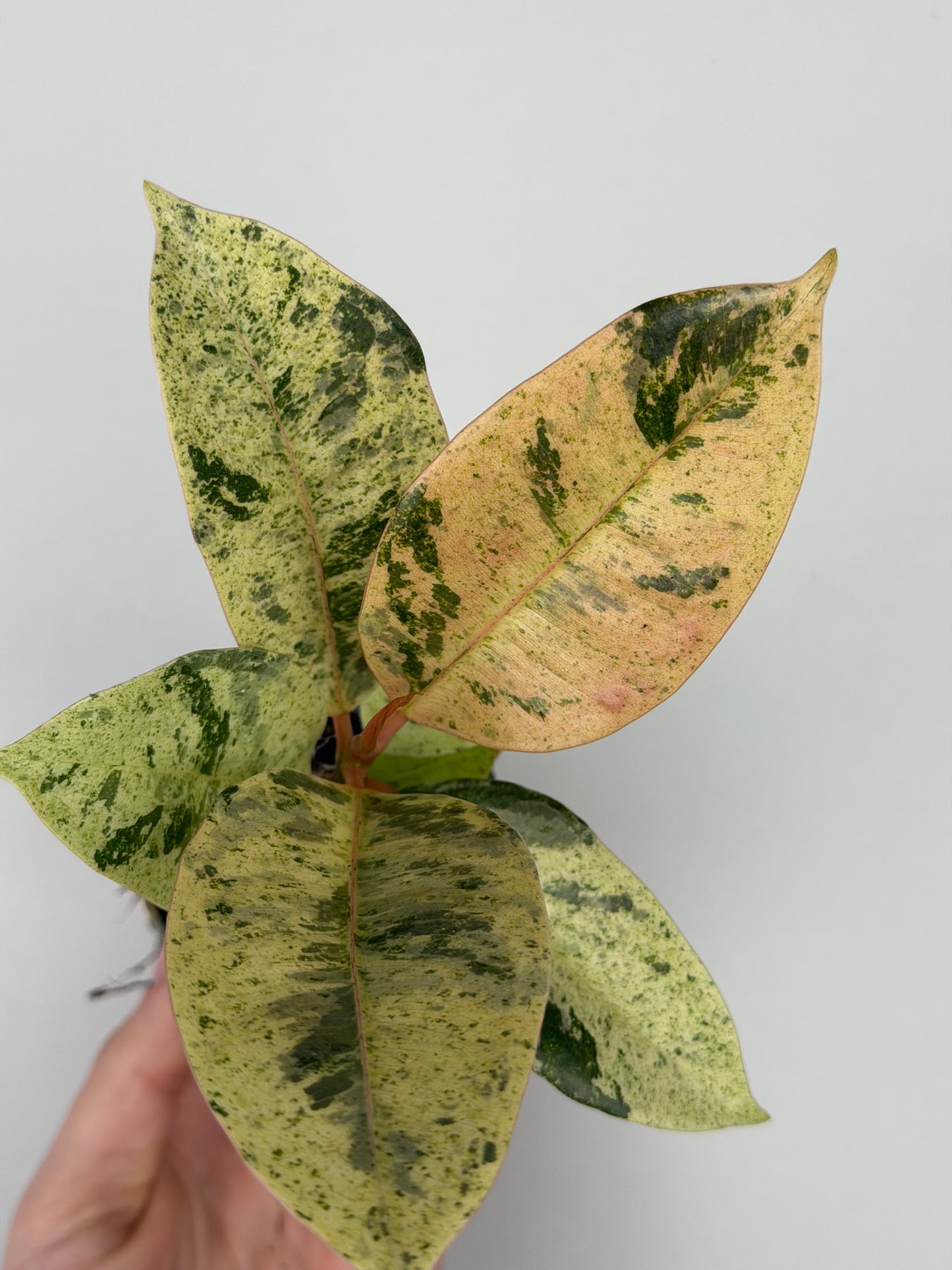 Ficus elastica 'Shivereana Moonshine'