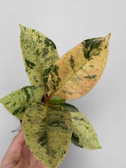 Ficus elastica 'Shivereana Moonshine'