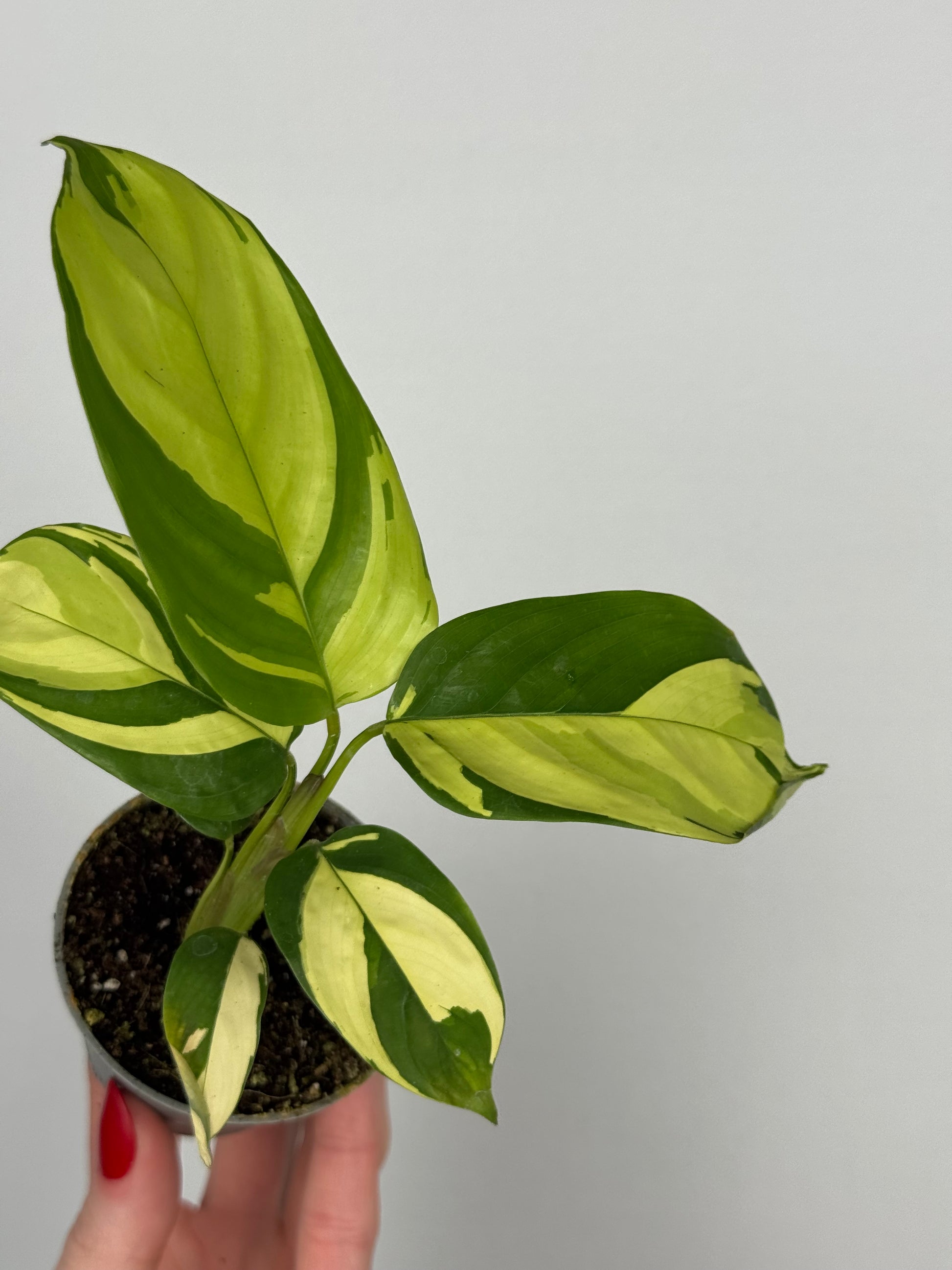 Ctenanthe lubbersiana “Golden Mosaic”