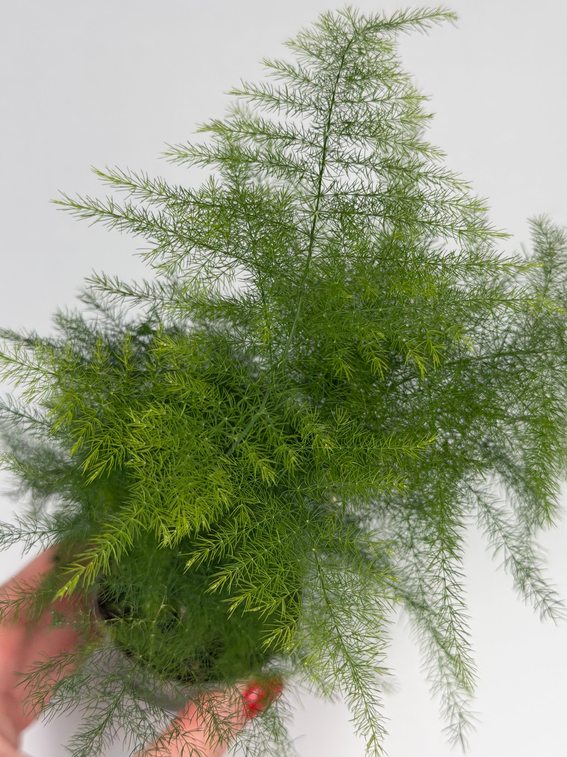 Asparagus Setaceus 'Plumosus' Asparagus Tropical Corner