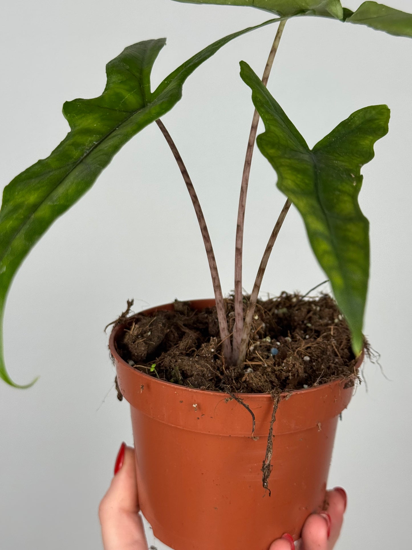 Alocasia Sabrina Narrow